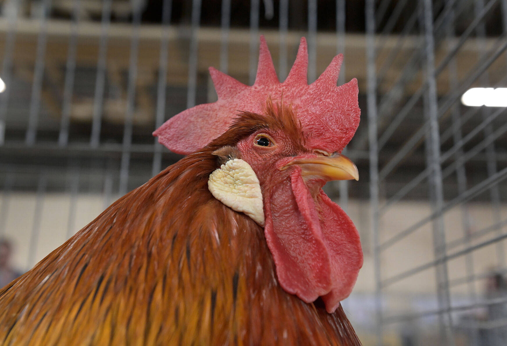 Tuesday Farm Show 3.jpg